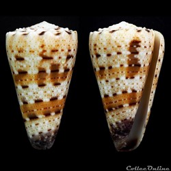 Rhombiconus pseudimperialis (Moolenbeek, Zandbergen & Bouchet, 2008)