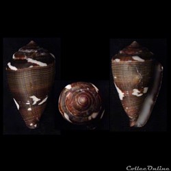 Lautoconus (Africonus) irregularis (Sowerby II, 1857)