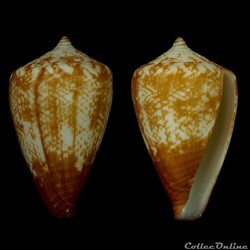 Lautoconus (Africonus) borgesi (Trova , 1979)