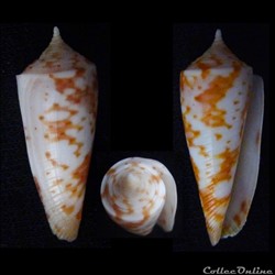 Fusiconus (Fusiconus) guidopoppei (Raybaudi , 2005)