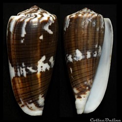 Pionoconus magus (Linnaeus, 1758)