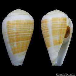 Lautoconus (Varioconus) flavusalbus (Rolán & Röckel, 2000)