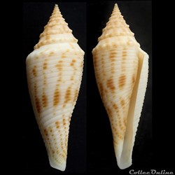 Fusiconus (Bathyconus) orbignyi (Audouin, 1831)