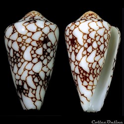 Darioconus pennaceus ssp.2