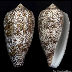Cylindrus archiepiscopus f. pyramidalis (Lamarck, 1810)