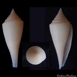Fusiconus (Fusiconus) insculptus (Kiener, 1845)