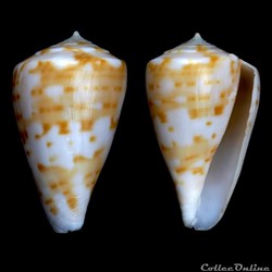 Plicaustraconus angasi (Tryon, 1884)