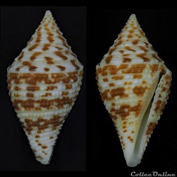 Turriconus (Turriconus) andremenezi (Olivera & Biggs, 2010)