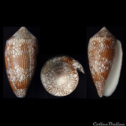 Cylindrus textile (Linnaeus, 1758)