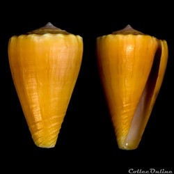 Ductoconus (Ductoconus) apogrammatus (Dall, 1910)