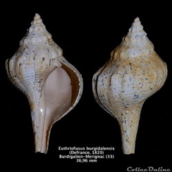 Euthriofusus burgidalensis ( Defrance, 1820)
