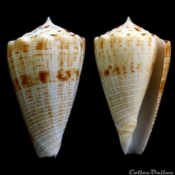 Asprella sulcata (Hwass in Bruguière, 1792)