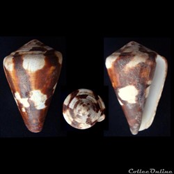Rhizoconus vexillum (Gmelin, 1791)