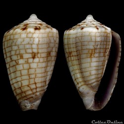 Quasiconus melvilli (Sowerby III, 1879)