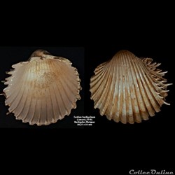 Cardium burdigalium (Lamarck, 1819)