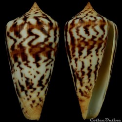 Phasmoconus (Phasmoconus) janus (Hwass in Bruguière, 1792)