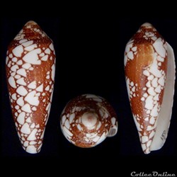 Darioconus episcopatus (da Motta, 1988)