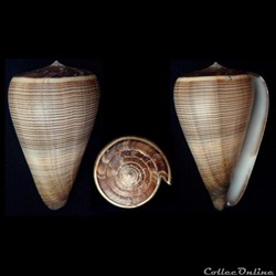 Dendroconus figulinus (Linnaeus, 1758)