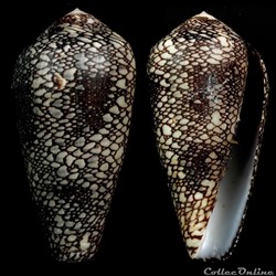 Darioconus pennaceus spp 4
