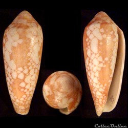 Darioconus episcopatus (da Motta, 1988)
