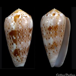 Pionoconus floccatus (Sowerby I, 1841)