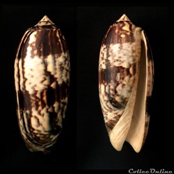 Miniaceoliva miniacea (Röding, 1798)