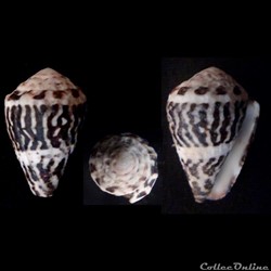Virroconus chaldaeus (Röding, 1798)