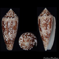 Cylindrus tagaroae Limpalaër & Monnier, 2013