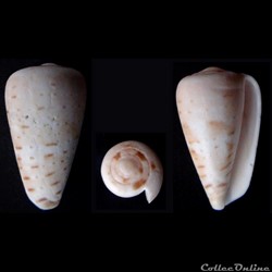 Dendroconus medoci (Lorenz, 2004)