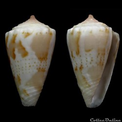 Dauciconus (Purpuriconus) magellanicus (Hwass, 1792)