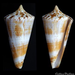 Kioconus ( Nitidoconus) voluminalis (Reeve, 1843)