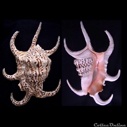 Harpago chiragra (Linnaeus, 1758)