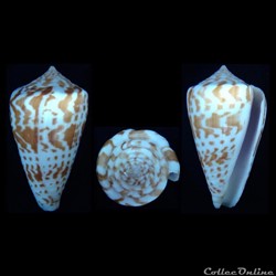Phasmoconus (Phasmoconus) inscriptus (Reeve, 1843)