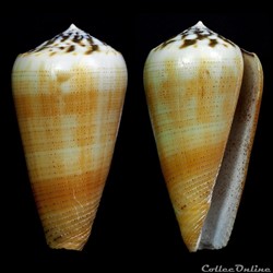 Pionoconus magus (Linnaeus, 1758)