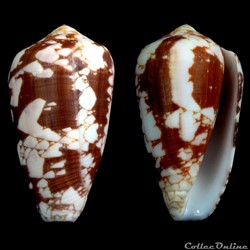 Darioconus behelokensis f. corbieri  (Blöcher, 1994)