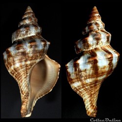 Aurantilaria aurantiaca (Lamarck, 1816)