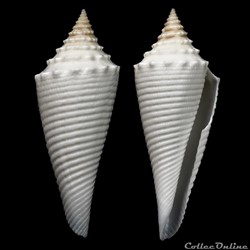 Fusiconus (Bathyconus) coriolisi (Moolenbeek & Richard, 1995)