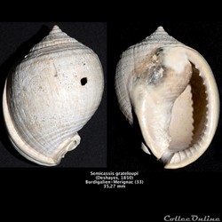 Semicassis grateloupi (Deshayes, 1850)