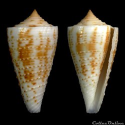 Kioconus (Kioconus) tribblei (Walls, 1977)