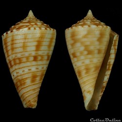 Boucheticonus spirofilis (Habe & Kosuge, 1970)