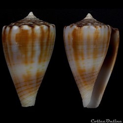 Monteiroconus gladiator (Broderip, 1833)