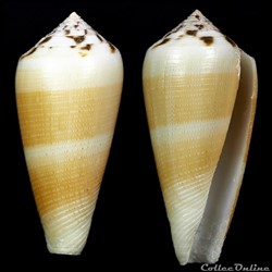 Pionoconus magus (Linnaeus, 1758)