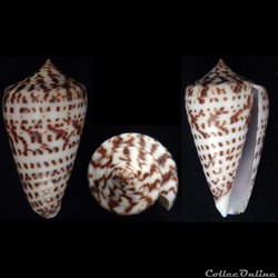 Phasmoconus (Phasmoconus) jickelii (Weinkau , 1873)