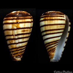 Lautoconus (Varioconus) chytreus (Melvill, 1884)