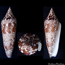 Cylindrus bengalensis (Okutani, 1968)