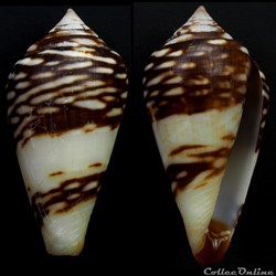 Lautoconus (Lautoconus) mercator (Linnaeus, 1758)