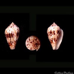 Cylindrus retifer (Menke, 1829)