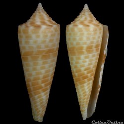 Fusiconus (Fusiconus) aculeiformis (Reeve, 1844)