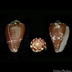 Pionoconus catus (Hwass in Bruguière, 1792)