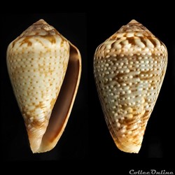 Lautoconus (Varioconus) aemulus (Reeve, 1843)